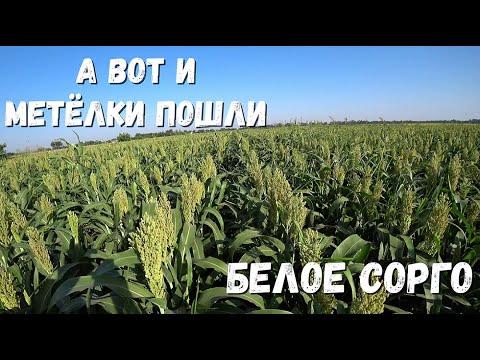 Video: Сорго кайсы жерде жакшы өсөт?