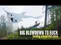 Bucking Ancient Blowdown | Trigvi - Loggers forum