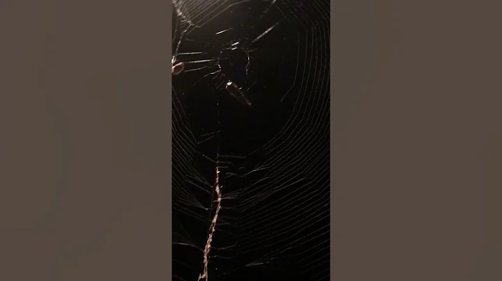 Clarice the House Spider Gets Lucky