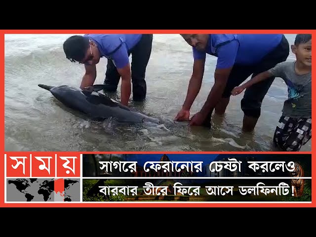 উদ্ধারের সাড়ে ৪ ঘণ্টা পর সেই ডলফিনের মৃত্যু | Cox's Bazar | Dolphin | Somoy News | Somoy TV class=