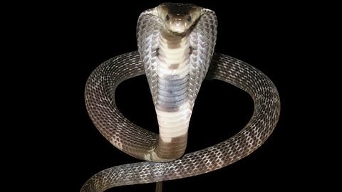 Tiết lộ không ai nói ra. Tác dụng thật sự của rượu rắn. Thảo Dược Việt Nam