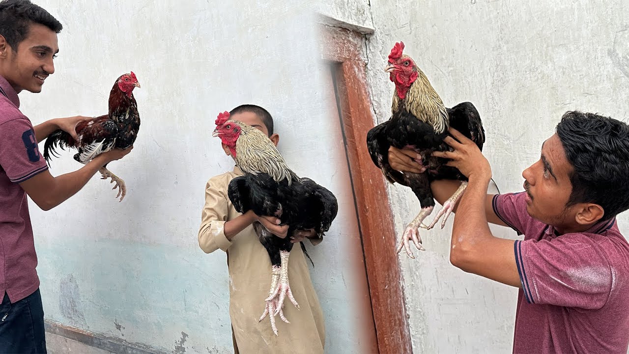 Lamboo Na Mandi Sa King Murga Laliya 😱|| Ya tu Mera king murga he😱