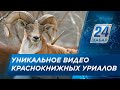 Краснокнижных уриалов снял на видео житель Мангистау