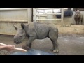 It's a Girl! (A Really BIG Girl.) Zoo Celebrates Black Rhino Birth