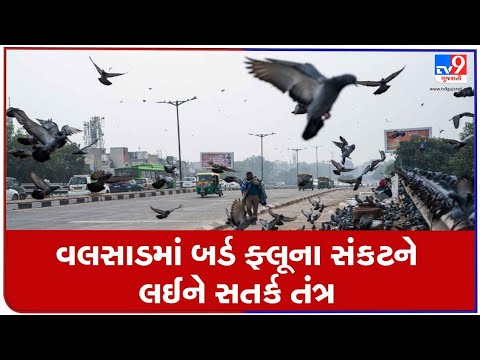 Authority declares 1 km area as "Bird flu" affected, Valsad | Tv9Gujaratinews A29