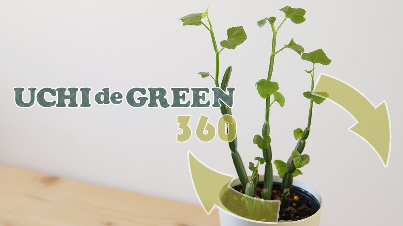 シッサス クアドラングラリスをご紹介します Uchi De Green ウチデグリーン Youtube