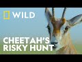 High-Speed Hunt with Gazelle | Cheetahs Up Close with Bertie Gregory | National Geographic WILD UK
