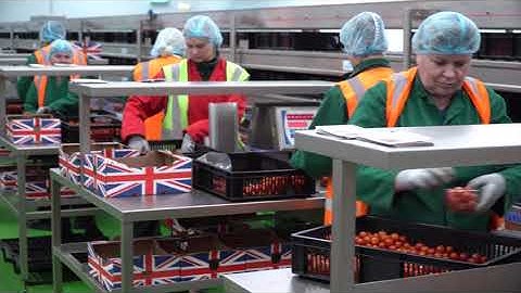 MARCO Tomato Packing Line with LineMaster VI Workstations
