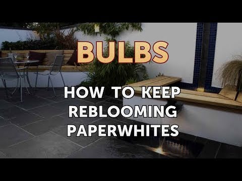 วีดีโอ: Paperwhite Bulb Reblooming - วิธีทำให้ Paperwhites กลับมาออกดอกอีกครั้ง