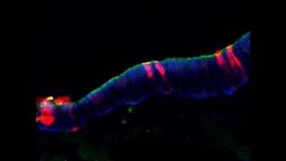 Transforming stem cells into functioning organ tissue