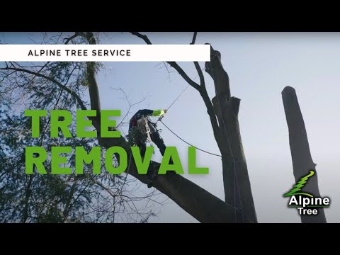Alpine Tree Service Tree Removal | Alpine Tree Service, Morristown NJ - YouTube