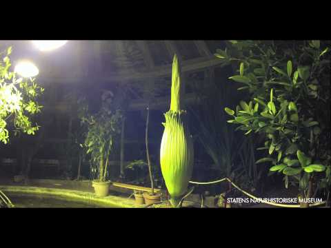 Video: Rafflesia Arnoldi og Amorphophallus Titanium - de største blomstene i verden