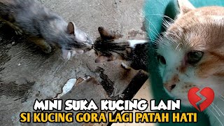 Si kucing Gora lagi Patah hati nih 💔