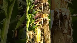 Pisang unik #indonesia #love #music #buah #unik #langka #viral #shorts #short #shortvideo