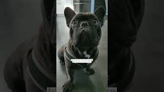 Comment dog name 😍 | @viral_Dog | #dog #pitbull #no1 #youtube #viral #trending #shorts Resimi