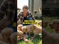 ミックス犬 #犬 #ペット #ミックス犬