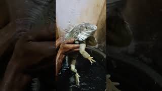 belajar melihara iguana- baru pertama kali memandikan iguana jumbo langsung ngamuk