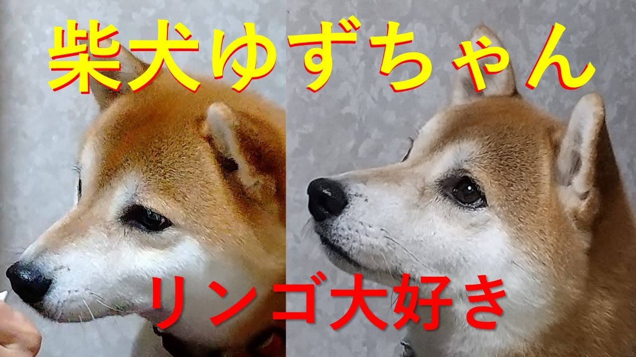 番外編 柴犬ゆずちゃん リンゴ大好き オカリナの音も無し Youtube