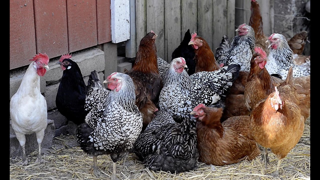 Local Eggs Kelsey Family Farm YouTube