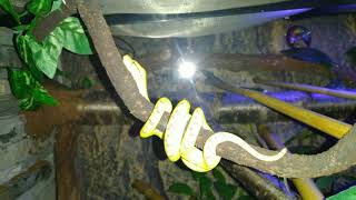 Ozzy morelia viridis baby green tree python bioactive enclosure
