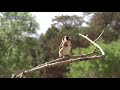 طائر الحسون Goldfinch فى الطبيعة قرديل مقنين طيور ليبيا Birds Of Libya 