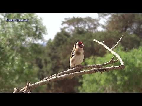 طائر الحسون Goldfinch فى الطبيعة قرديل مقنين طيور ليبيا Birds Of Libya