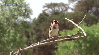 طائر الحسون Goldfinch فى الطبيعة  قرديل مقنين طيور ليبيا Birds of Libya