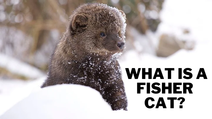 What is a fisher cat? Are fisher cats dangerous? C...