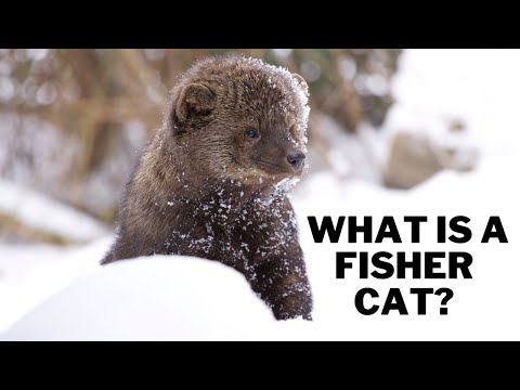 What is a fisher cat? Are fisher cats dangerous? Can a fisher cat kill a human?