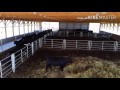 Overview of our cattle barn and feed lot used for black angus