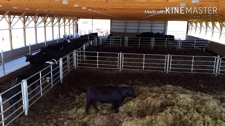 Overview of our cattle barn and feed lot used for ...