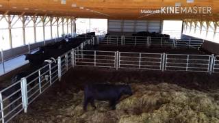 Download lagu Overview of our cattle barn and feed lot used for black angus Overview of our cattle barn and feed lot used for black angus