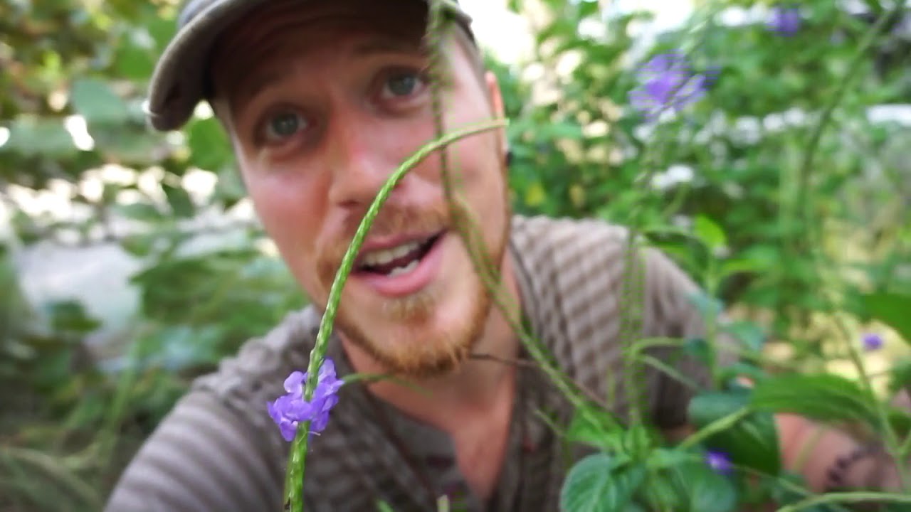 Brew Porter Beer with this PLANT! - Blue Porterweed (Stachytarpheta jamaicensis)