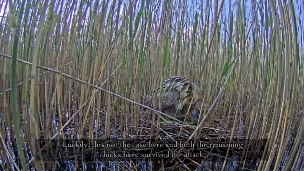 dabasdati tiešraides kameras 2018 Short film about the Great bitterns in Latvia, 2015