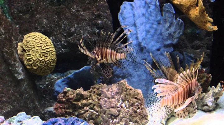 Florida 2014 - Mote Aquarium