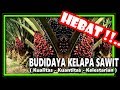 TERBONGKAR Rahasia Pemupukan Sawit Meningkatkan Produksi Buah Sampai 5 Ton Perhektar dalam 2 Minggu