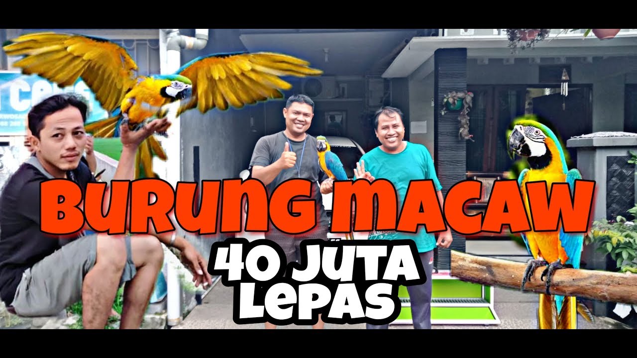 BURUNG MACAW SEHARGA 40 JUTA LEPAS 