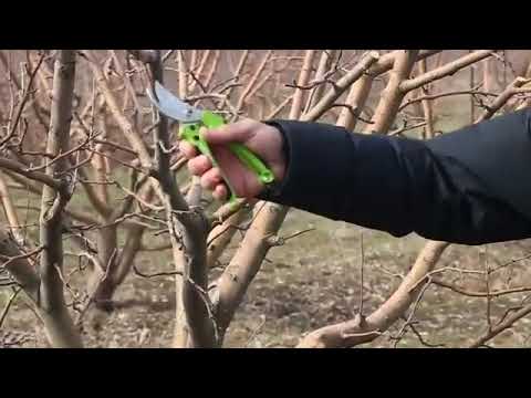Video: Պտղաբեր պտղատու ծառեր