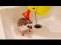 ハリネズミのお風呂の入れ方 Hedgehog's bath