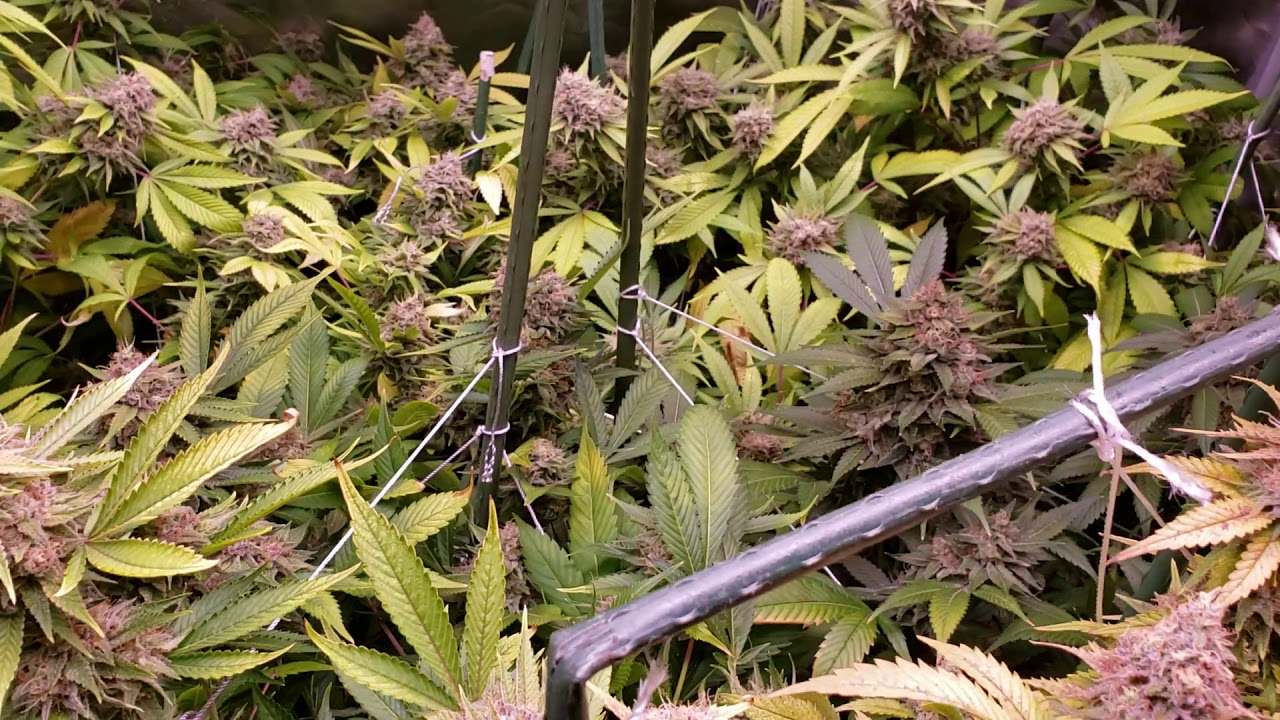 Med Grow Week 8 of Flowering