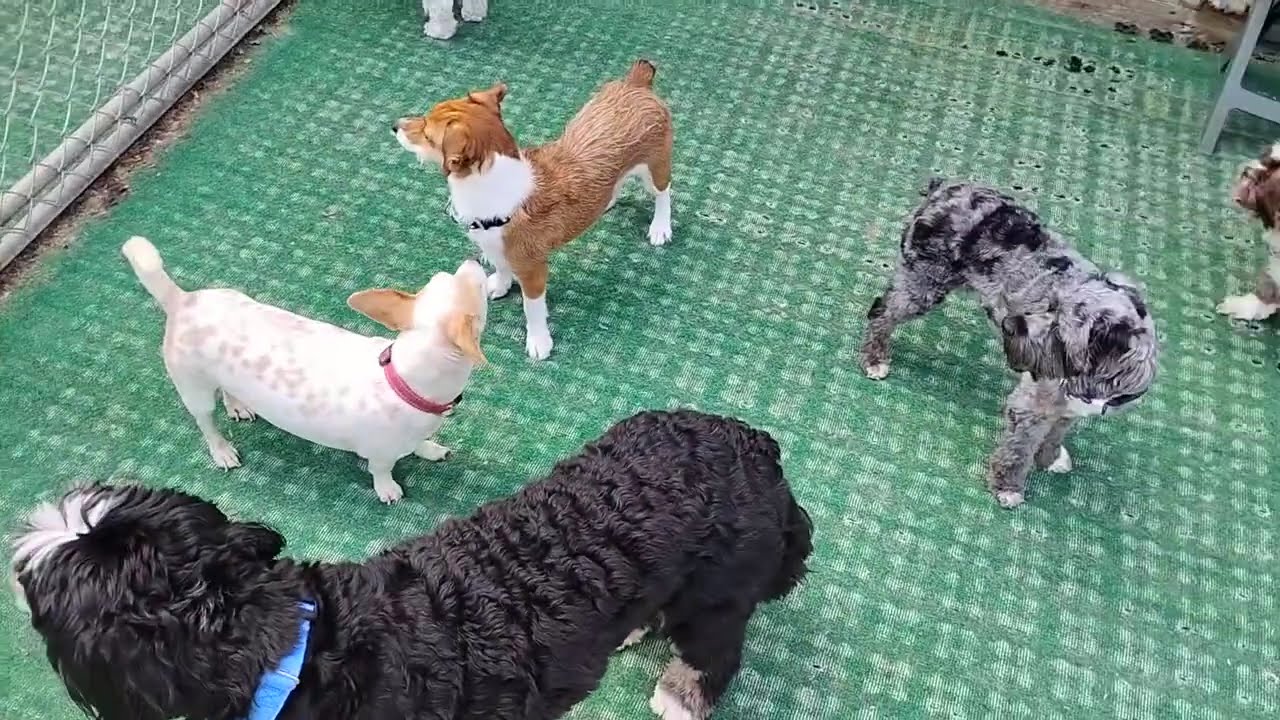 Playtime at Dogs On The Farm & Cats Too!