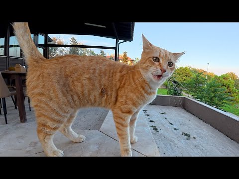 The Stray Cat I’ve Known For 6 Months Greets Me With So Many Meows!