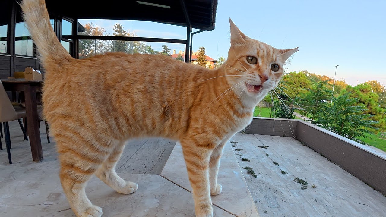 Бродячая кошка, которую я знаю уже 6 месяцев, встречает меня таким количеством мяуканья!