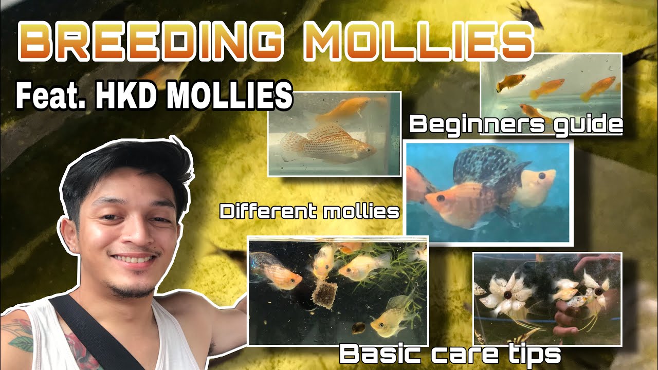 MOLLY BREEDING,BALLOON MOLLY simple at madaling paraan