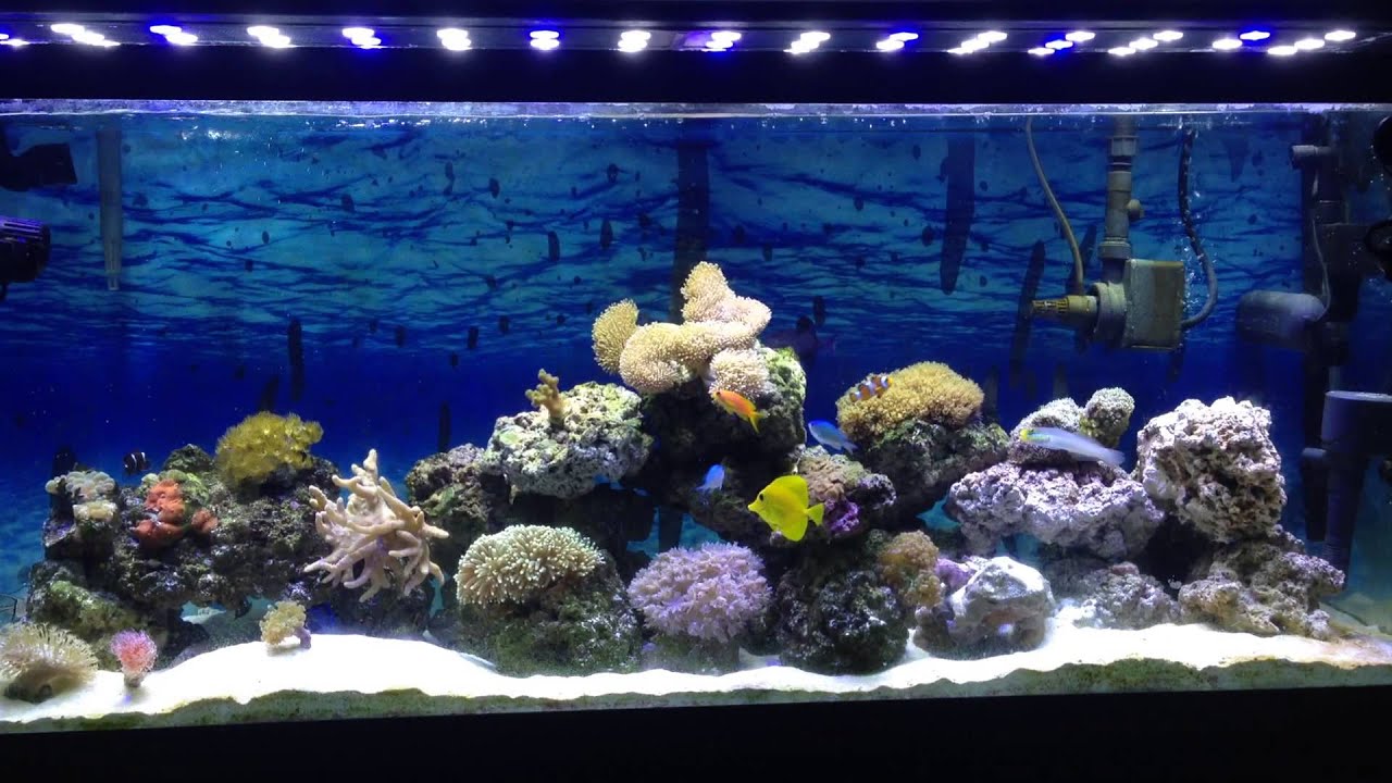 My 55 gallon reef tank no sump update 1 