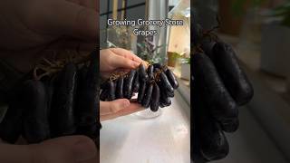 Growing Grocery Store Grapes #shorts #plants #diy #seeds #germination #propagation #grape