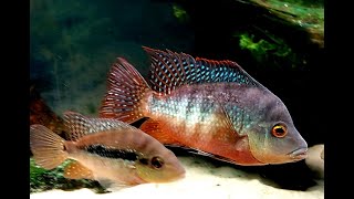 Download Lagu Cribroheros longimanus / Rose-Breasted cichlid pair with fry
