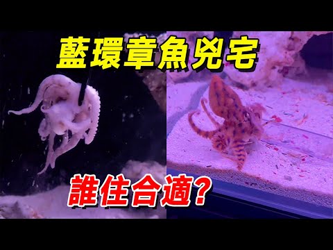 新章魚住藍環章魚兇宅會發生什麼怪事？ 拆海魚盲盒，3隻都是章魚！ 🐙什麼！ ！ ！ 擬態章魚！ #王小怪