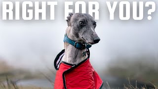 8 Reasons Whippets are TERRIBLE Pets If... by Freddie The Whippet 6,411 views 5 months ago 6 minutes, 44 seconds