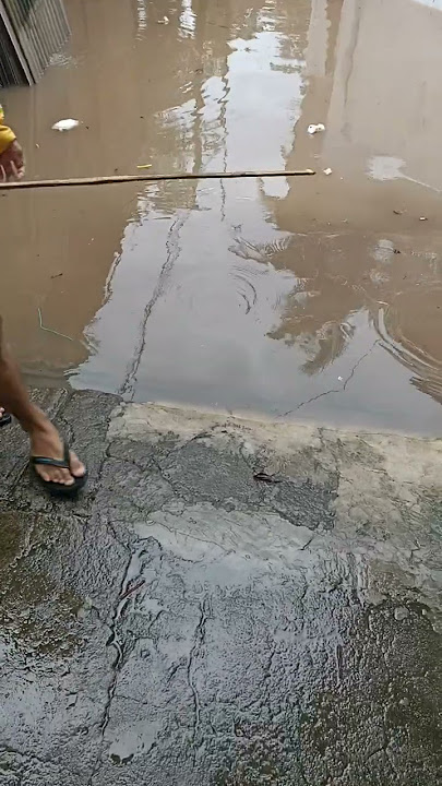 MANCING DI Depan RUMAH SAAT BANJIR BANYAK IKAN BESAR #shorts #viralvideo #viral #mancing #banjir